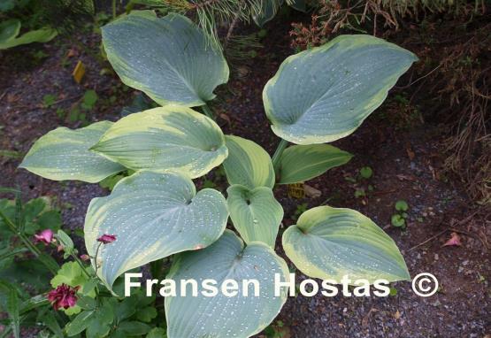 Hosta Blue River